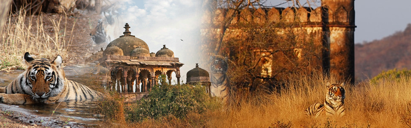 https://www.mstourandtravelers.in/packages/1763186013_ranthamborewildlifebanner.jpg