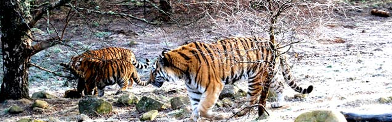 https://www.mstourandtravelers.in/packages/1763187293_wildlifetourbanner.jpg